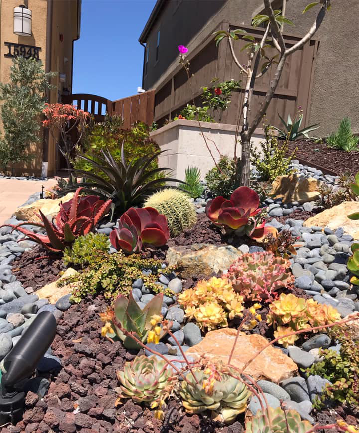 drought tolerant landcape